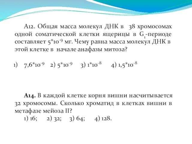 А12. Общая масса молекул ДНК в 38 хромосомах одной соматической