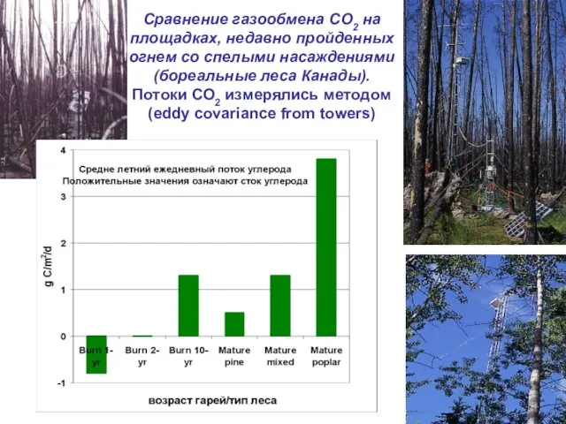 Сравнение газообмена СО2 на площадках, недавно пройденных огнем со спелыми