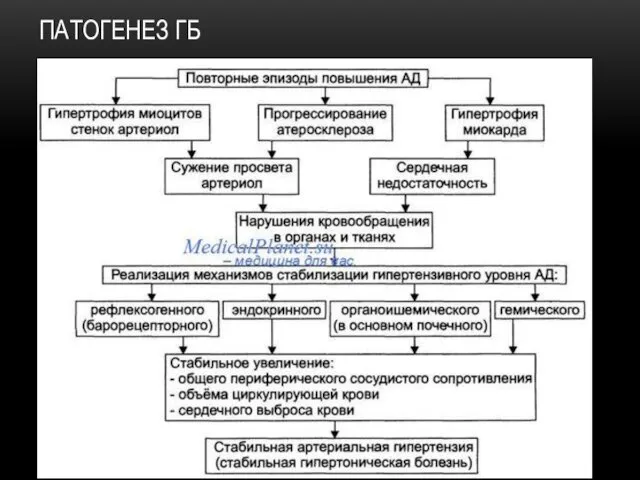 ПАТОГЕНЕЗ ГБ