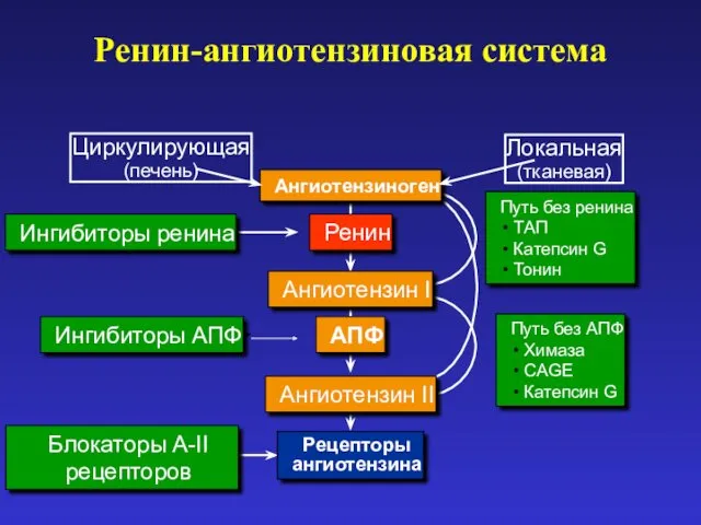 Ингибиторы ренина Блокаторы A-II рецепторов Ангиотензин II Ренин АПФ Рецепторы