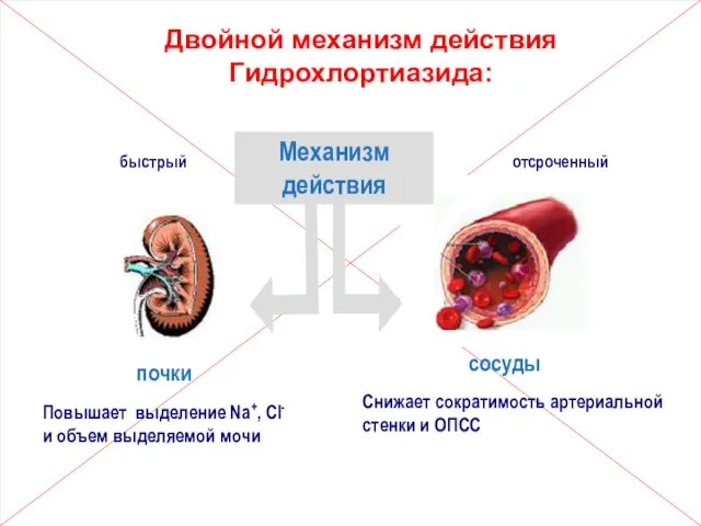 почки сосуды Механизм действия Повышает выделение Na+, Cl- и объем