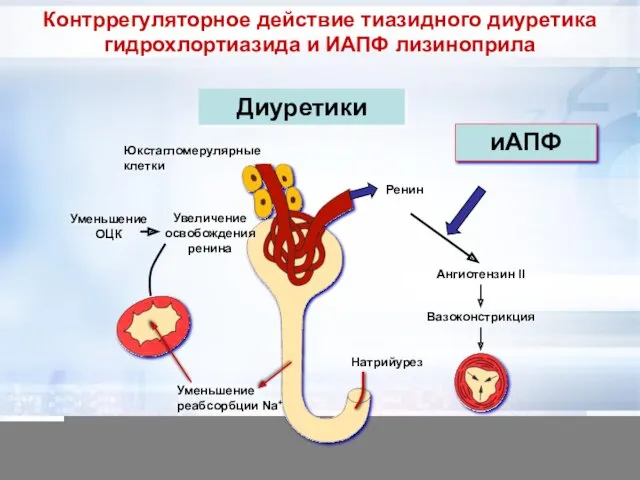 Диуретики Юкстагломерулярные клетки Ренин Ангиотензин II Вазоконстрикция Натрийурез Уменьшение реабсорбции