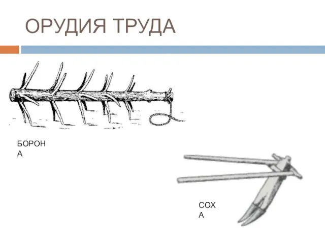 ОРУДИЯ ТРУДА БОРОНА СОХА