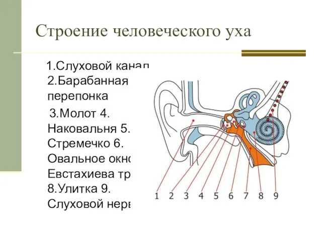 Строение человеческого уха 1.Слуховой канал 2.Барабанная перепонка 3.Молот 4.Наковальня 5.Стремечко