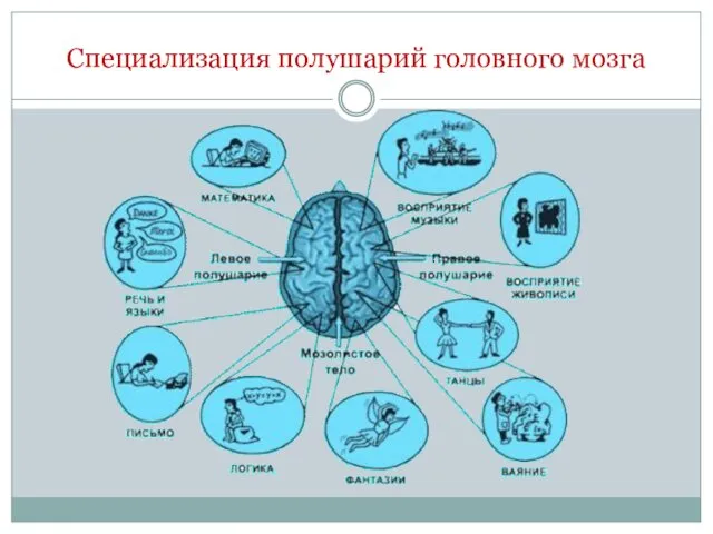 Специализация полушарий головного мозга