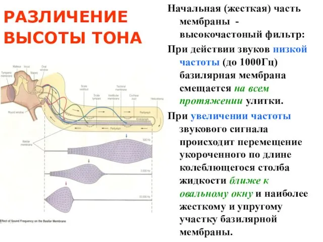 РАЗЛИЧЕНИЕ ВЫСОТЫ ТОНА Начальная (жесткая) часть мембраны - высокочастоный фильтр: