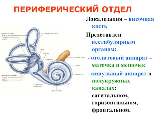 ПЕРИФЕРИЧЕСКИЙ ОТДЕЛ Локализация – височная кость Представлен вестибулярным органом: -