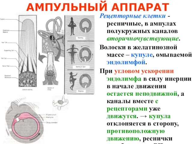 АМПУЛЬНЫЙ АППАРАТ Рецепторные клетки -ресничные, в ампулах полукружных каналов вторичночувствующие.