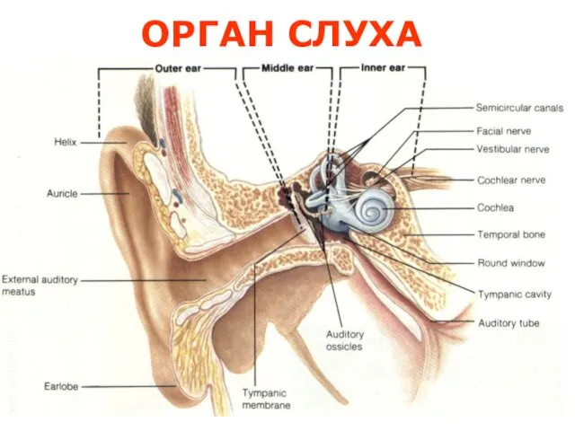 ОРГАН СЛУХА