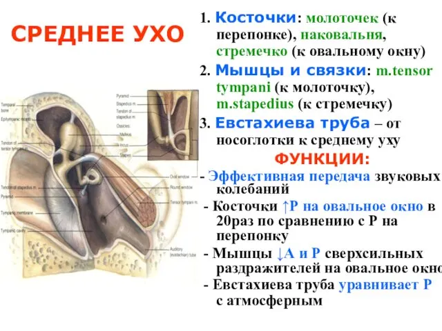 СРЕДНЕЕ УХО 1. Косточки: молоточек (к перепонке), наковальня, стремечко (к