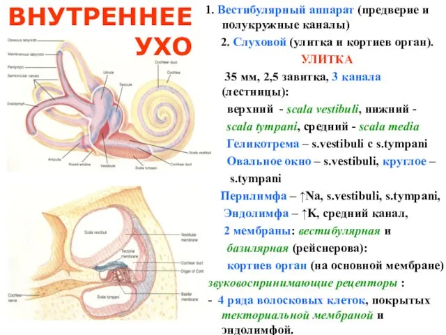 1. Вестибулярный аппарат (предверие и полукружные каналы) 2. Слуховой (улитка