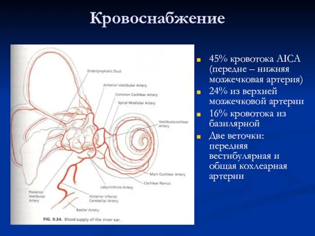 Кровоснабжение 45% кровотока AICA (передне – нижняя мозжечковая артерия) 24%