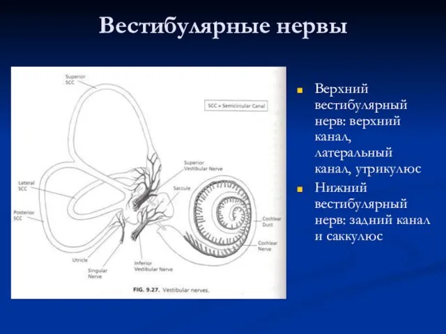 Вестибулярные нервы Верхний вестибулярный нерв: верхний канал, латеральный канал, утрикулюс Нижний вестибулярный нерв: