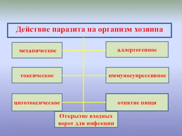 Действие паразита на организм хозяина механическое отнятие пищи аллергогенное иммуносупрессивное