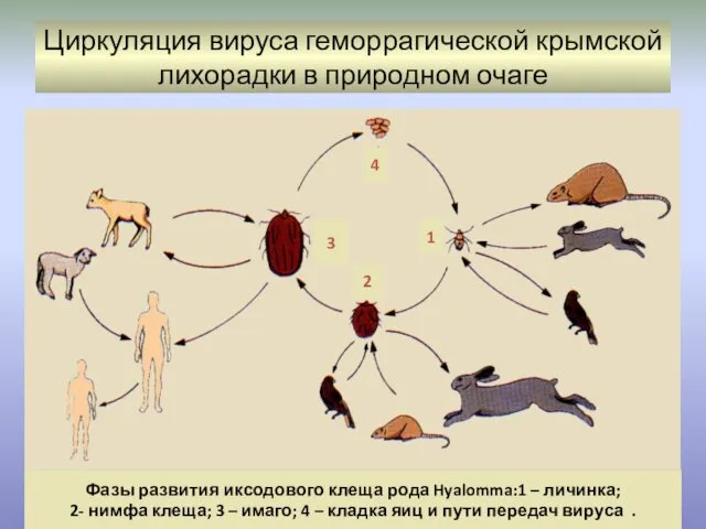 Циркуляция вируса геморрагической крымской лихорадки в природном очаге 1 2