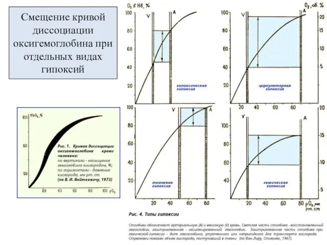 Смещение кривой диссоциации оксигемоглобина при отдельных видах гипоксий