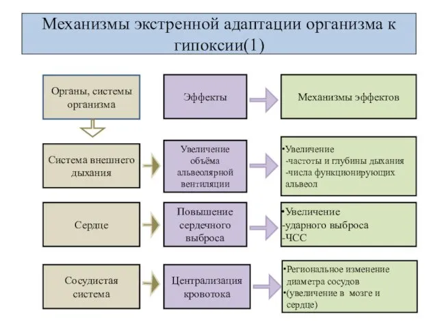 Механизмы экстренной адаптации организма к гипоксии(1) Увеличение -частоты и глубины