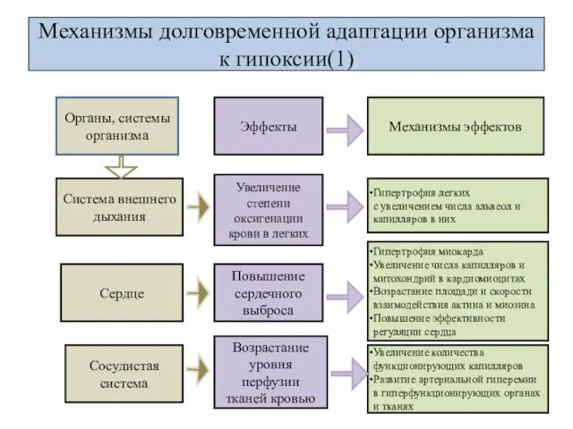 Механизмы долговременной адаптации организма к гипоксии(1) Гипертрофия легких с увеличением