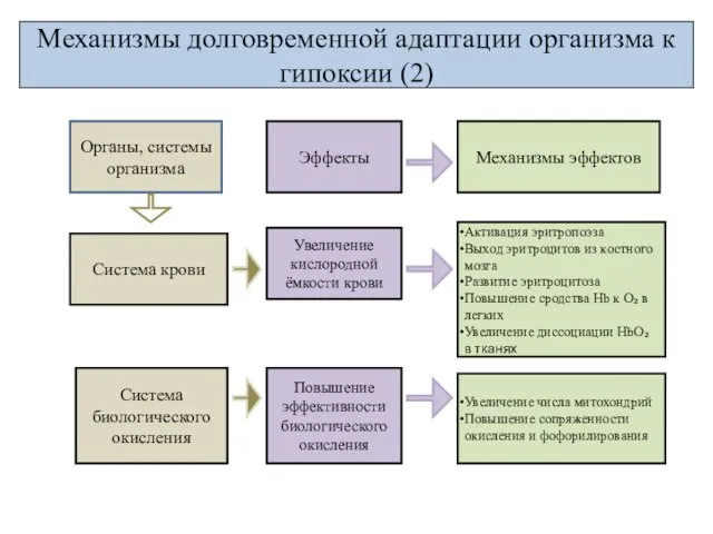 Механизмы долговременной адаптации организма к гипоксии (2) Активация эритропоэза Выход