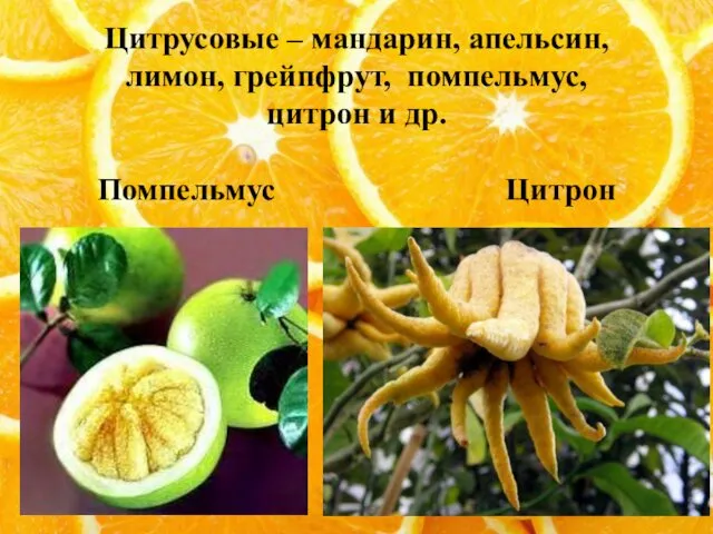 Цитрусовые – мандарин, апельсин, лимон, грейпфрут, помпельмус, цитрон и др. Помпельмус Цитрон
