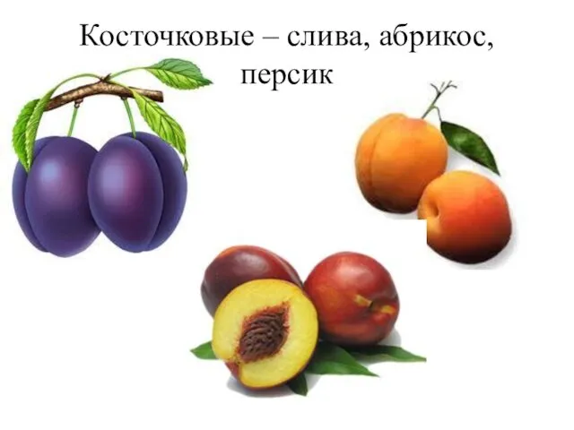 Косточковые – слива, абрикос, персик