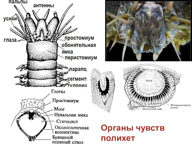 Органы чувств полихет