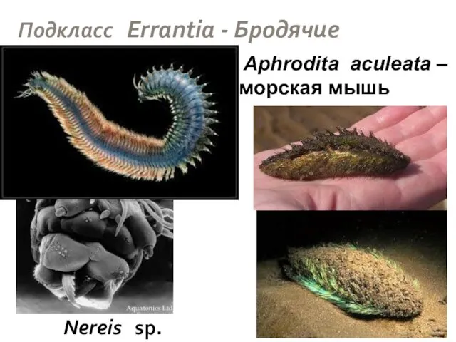 Подкласс Errantia - Бродячие Nereis sp. Aphrodita aculeata – морская мышь
