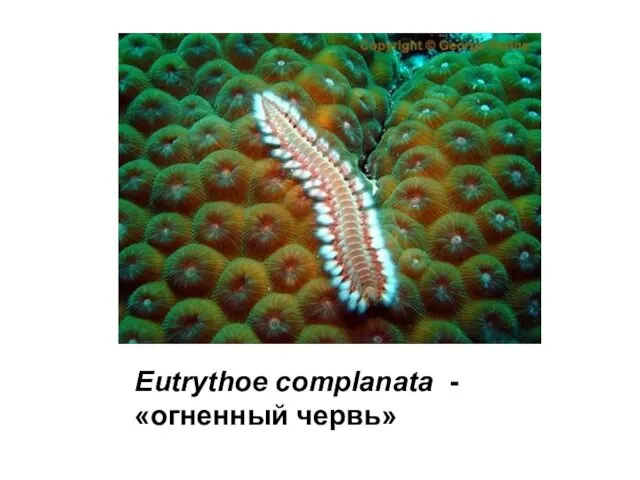 Eutrythoe complanata - «огненный червь»