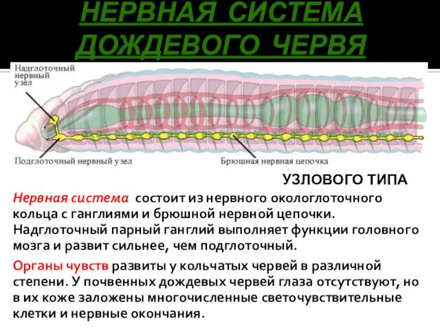 НЕРВНАЯ СИСТЕМА ДОЖДЕВОГО ЧЕРВЯ Нервная система состоит из нервного окологлоточного