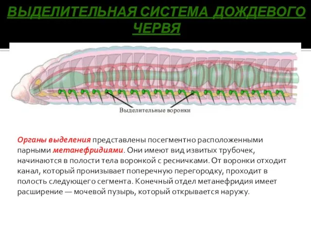 ВЫДЕЛИТЕЛЬНАЯ СИСТЕМА ДОЖДЕВОГО ЧЕРВЯ Органы выделения представлены посегментно расположенными парными