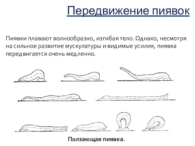 Пиявки плавают волнообразно, изгибая тело. Однако, несмотря на сильное развитие