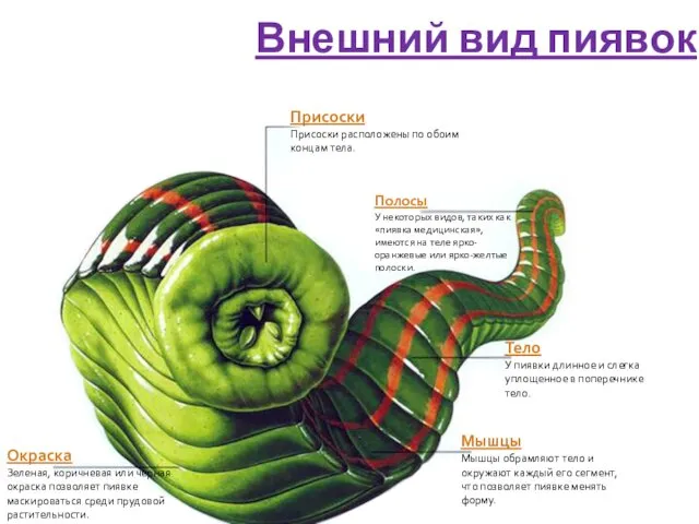 Присоски Присоски расположены по обоим концам тела. Полосы У некоторых