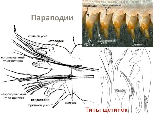 Параподии Типы щетинок