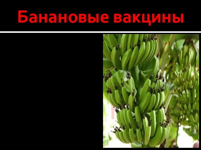 Банановые вакцины Вскоре люди смогут получать вакцину от гепатита Б