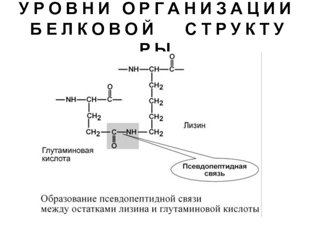 У Р О В Н И О Р Г А Н И З