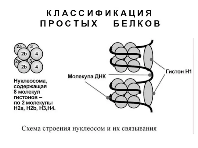 К Л А С С И Ф И К А