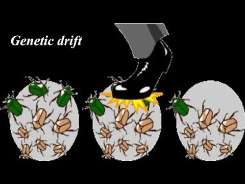 Genetic drift