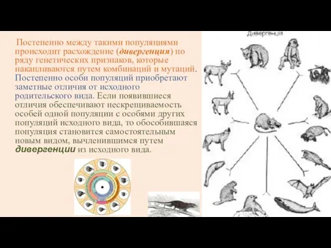 Постепенно между такими популяциями происходит расхождение (дивергенция) по ряду генетических