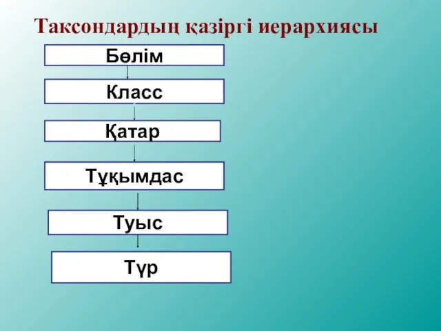 Таксондардың қазіргі иерархиясы Класс Қатар Тұқымдас Туыс Түр Бөлім