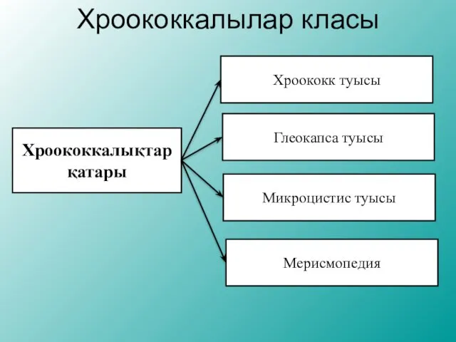 Хроококкалылар класы Хроококкалықтар қатары Хроококк туысы Глеокапса туысы Микроцистис туысы Мерисмопедия