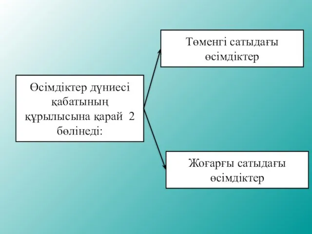 Өсімдіктер дүниесі қабатының құрылысына қарай 2 бөлінеді: Төменгі сатыдағы өсімдіктер Жоғарғы сатыдағы өсімдіктер