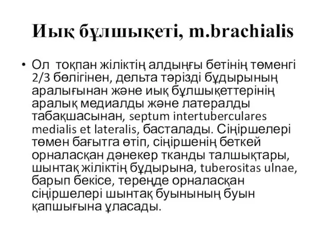 Иық бұлшықеті, m.brachialis Ол тоқпан жіліктің алдыңғы бетінің төменгі 2/3