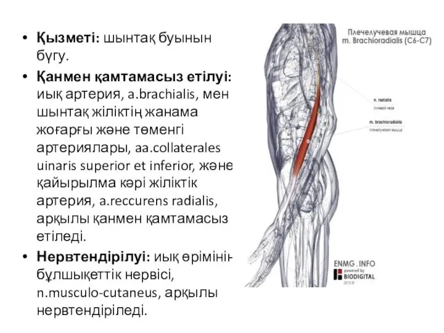 Қызметі: шынтақ буынын бүгу. Қанмен қамтамасыз етілуі: иық артерия, a.brachialis,