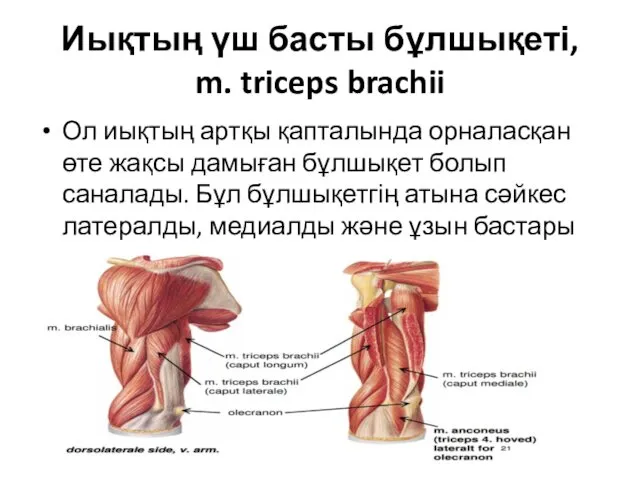 Иықтың үш басты бұлшықеті, m. triceps brachii Ол иықтың артқы