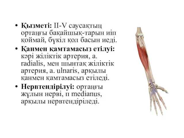 Қызметі: II-V саусақтың ортаңғы бақайшық-тарын иіп қоймай, бүкіл қол басын