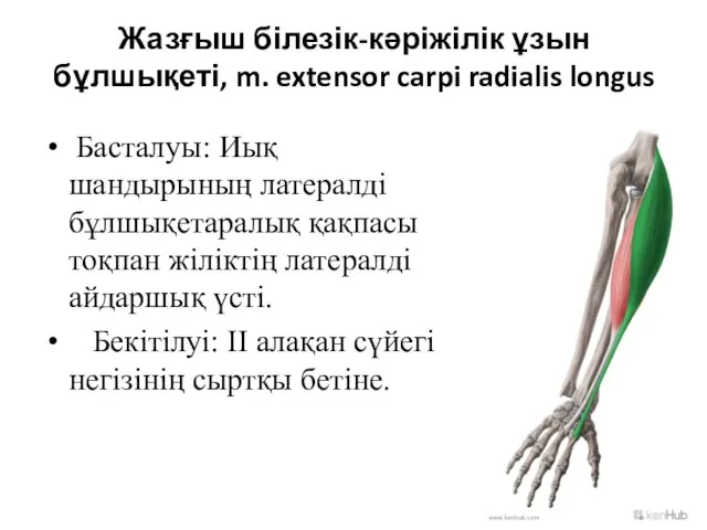 Жазғыш білезік-кәріжілік ұзын бұлшықеті, m. extensor carpi radialis longus Басталуы: