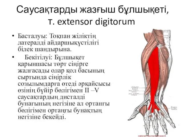 Саусақтарды жазғыш бұлшықеті, т. extensor digitorum Басталуы: Тоқпан жіліктің латералді