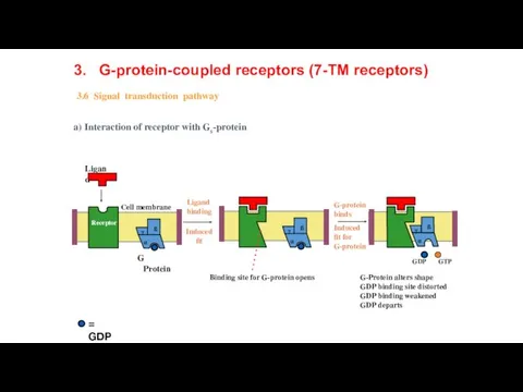 G-Protein alters shape GDP binding site distorted GDP binding weakened GDP departs a)