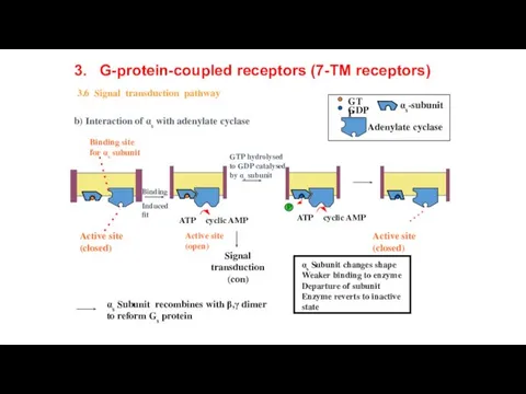 b) Interaction of αs with adenylate cyclase 3. G-protein-coupled receptors (7-TM receptors) 3.6 Signal transduction pathway