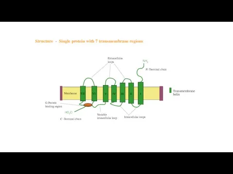 Structure - Single protein with 7 transmembrane regions